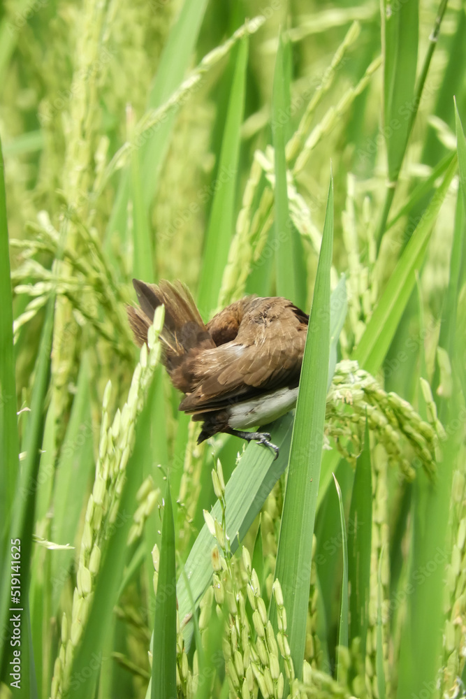 Obraz premium bird in the grass