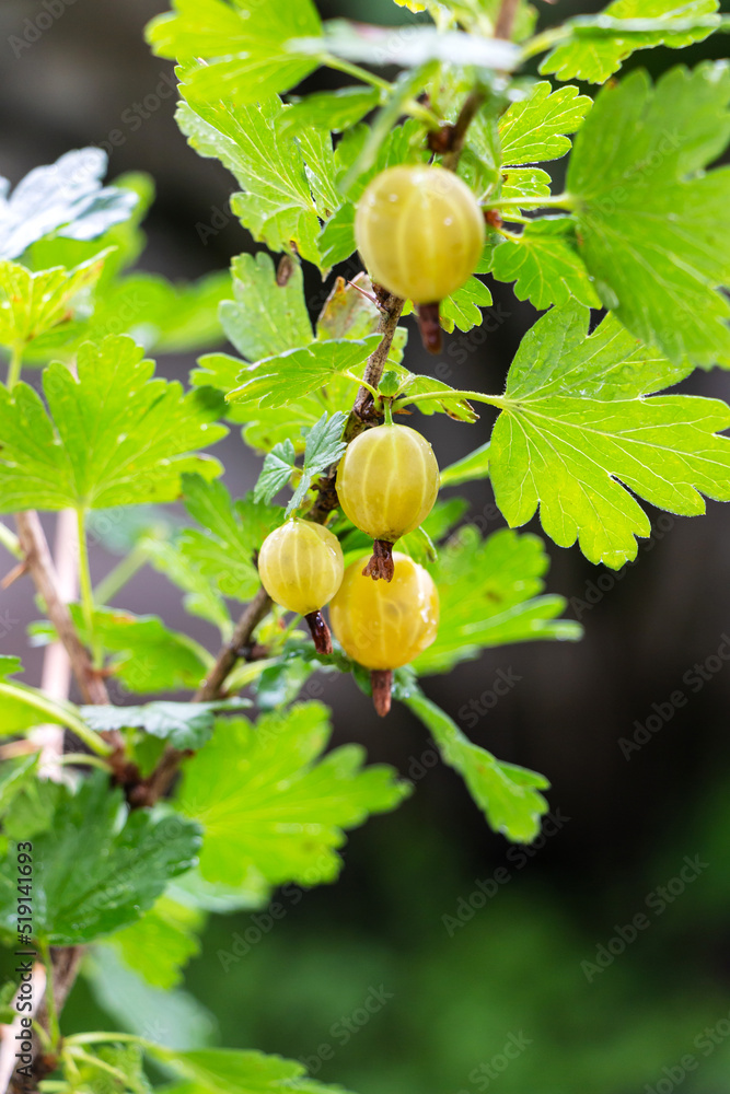 Obraz premium Ripening green gooseberries on a bush in the sunlight