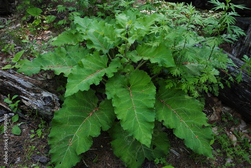 The giant leaves of a well-established burdock plant. Burdock comes from the genus Arctium and the family Asteraceae, native to Europe and Asia but introduced in North America.