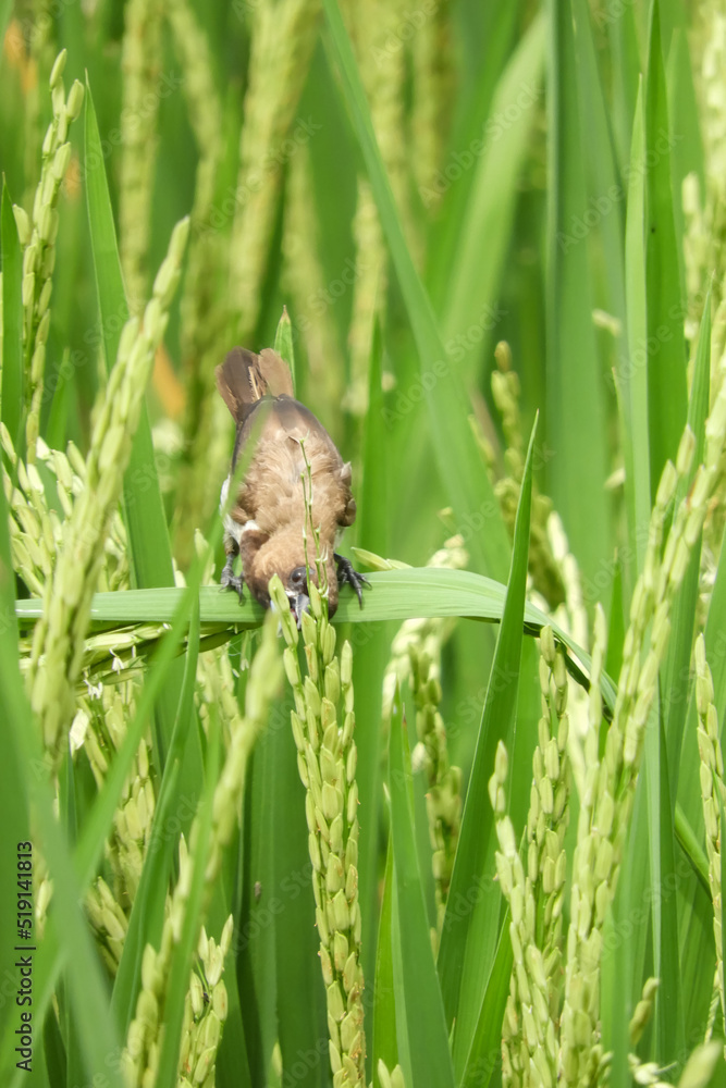 bird on the grass bird on the grass
