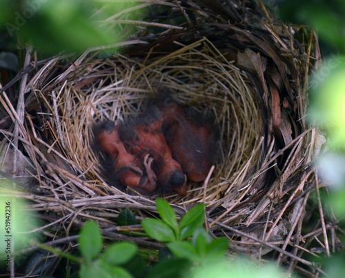 baby cardinals in the nest