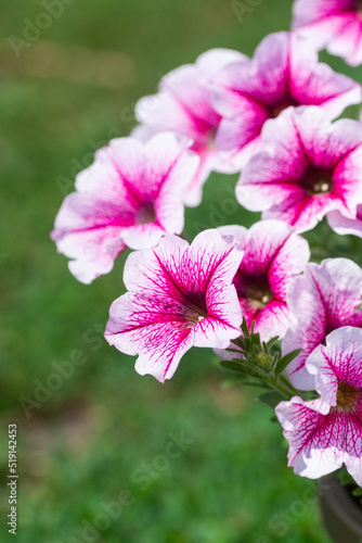 Close up of a flower border with colouful flowering Petunia Wave Sweetheart..