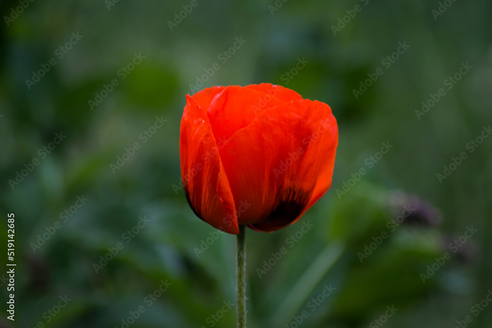 Fototapeta premium Red poppies. Poppies in nature. Beautiful poppy flowers.