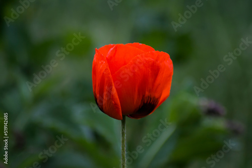 Red poppies. Poppies in nature. Beautiful poppy flowers.