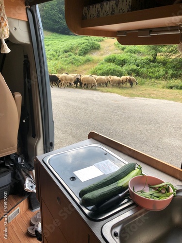 Cooking in the campervan while a herd of sheep passing by. Travel and adventure concept.
