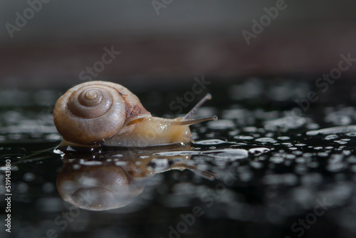 Snail on a water on a sunny day close-up