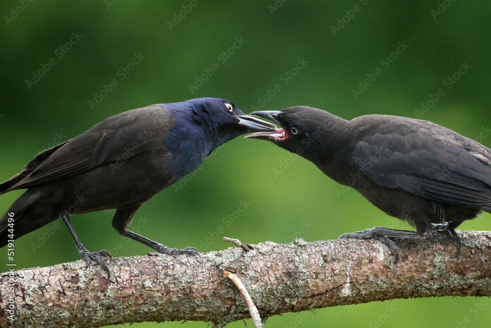 Fototapeta premium Grackles feeding chicks