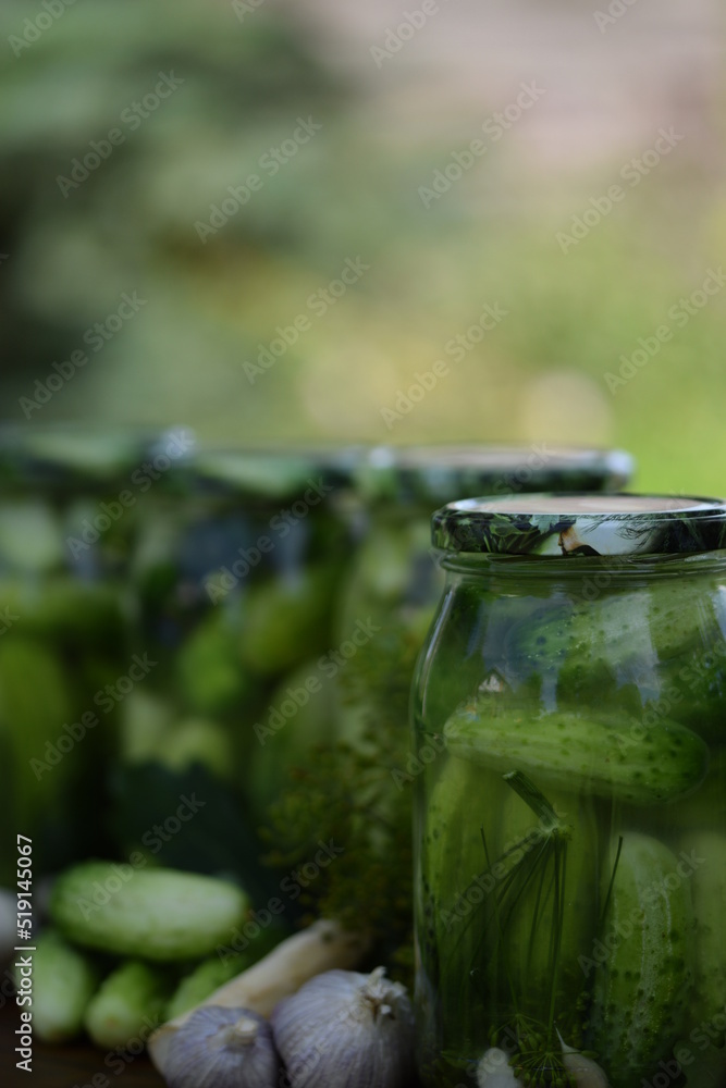 Jars of pickled cucumbers, fermented cucumbers, pickles, dill, garlic, horseradish and herbs.