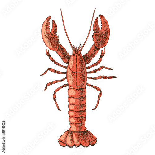 Boiled lobster on a white background. Seafood