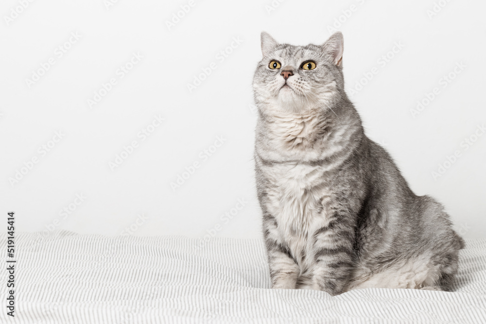 Cat is sitting on the bed in the bedroom, copy space