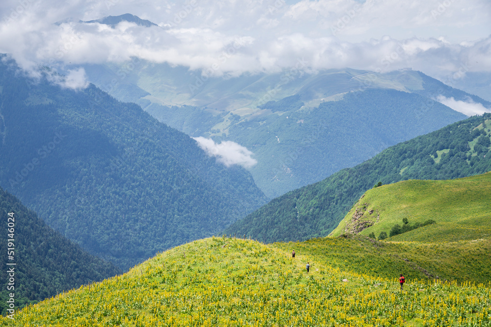 hikers crossing the Plato de Campsaure among yellow gentian flowers, Pyrenean mountain range, France