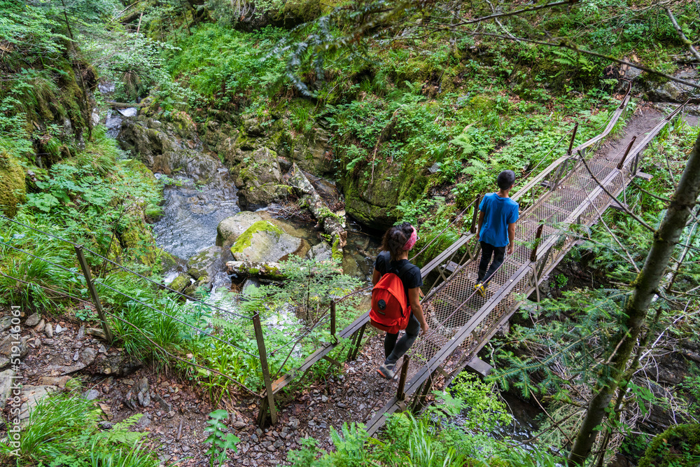 Naklejka premium beech-fir forest of Suberlenc, lys valley, Pyrenean mountain range, France