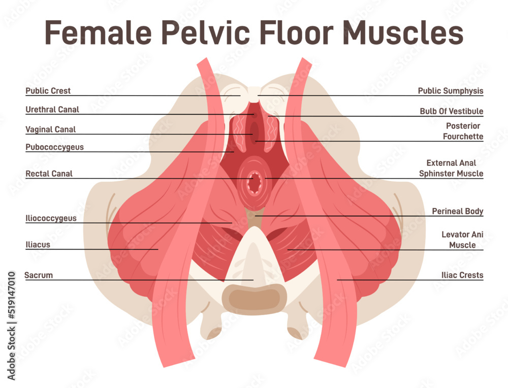 Anatomy of female pelvic floor muscles. Crotch anatomy, pelvic floor Stock  Vector