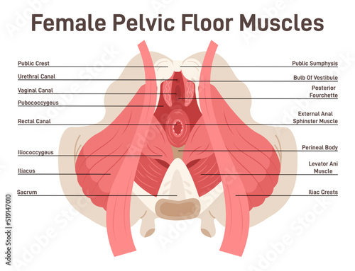 Anatomy of female pelvic floor muscles. Crotch anatomy, pelvic floor photo