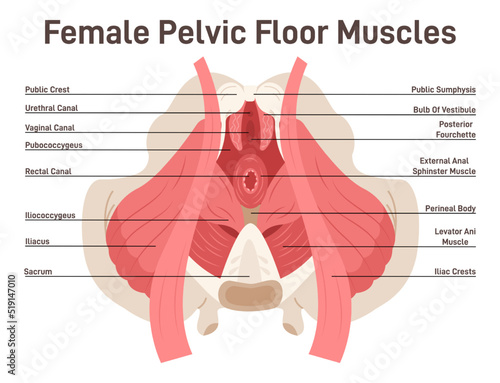 Anatomy of female pelvic floor muscles. Crotch anatomy, pelvic floor