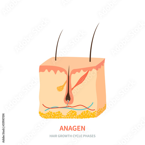 Hair follicle in a new anagen phase shown in skin cross-section. Hair growth cycle medical educational poster. Removal, treatment and transplantation concept. Vector illustration.