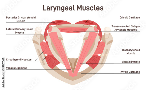 Laryngeal muscles. Anatomy and structure of the internal muscles