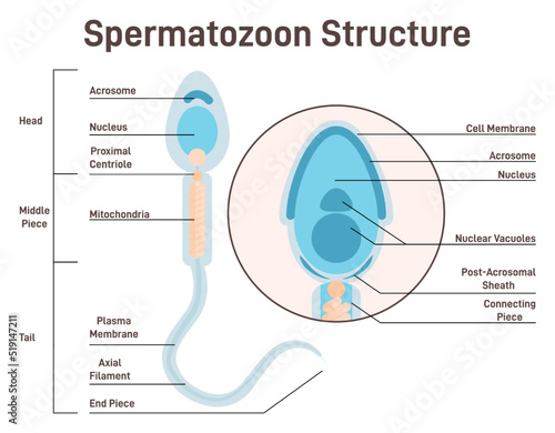 Human sperm cell. Anatomical structure of spermatozoon. Acrosome, nucleus