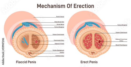 Erection mechanism. Cross section diagram of male reproductive