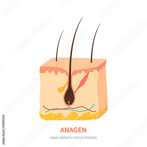Hair follicle in anagen phase shown in skin cross-section. Hair growth cycle medical educational poster. Removal, treatment and transplantation concept. Vector illustration.