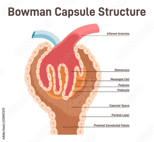 Bowman's capsule structure. Renal corpuscle filtering blood from photo