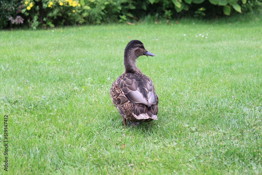 a mallard duck walks across a green meadow a mallard duck walks across a green meadow