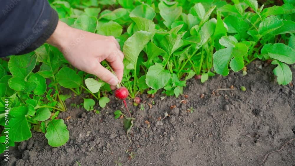 The hand pulls a red juicy radish from the ground. Harvesting homemade vegetables. Intense red root The hand pulls a red juicy radish from the ground. Harvesting homemade vegetables. Intense red root