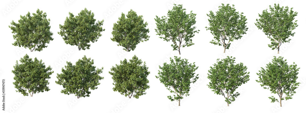 Different seasons of trees on a white background.