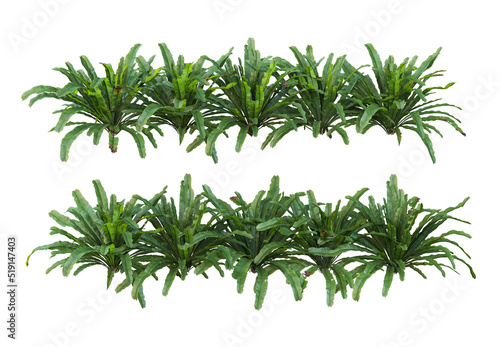 Shrubs and flowering plants on a white background