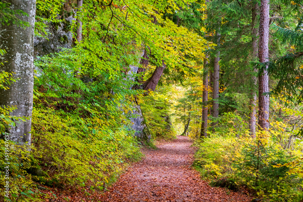 Obraz premium panoramic landscape with forest at autumn