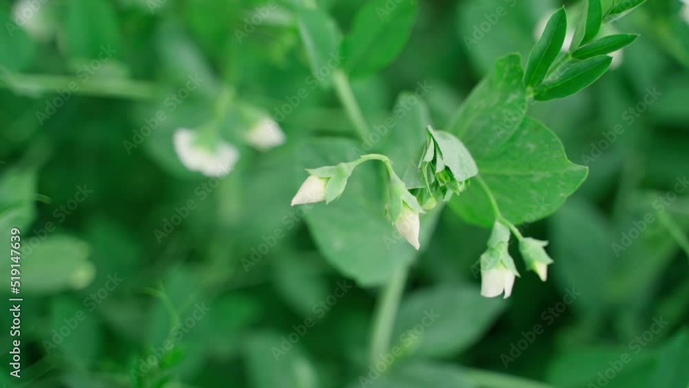 Blooming peas with white flowers close-up. Smooth camera movement, parallax. Gardening at home Blooming peas with white flowers close-up. Smooth camera movement, parallax. Gardening at home