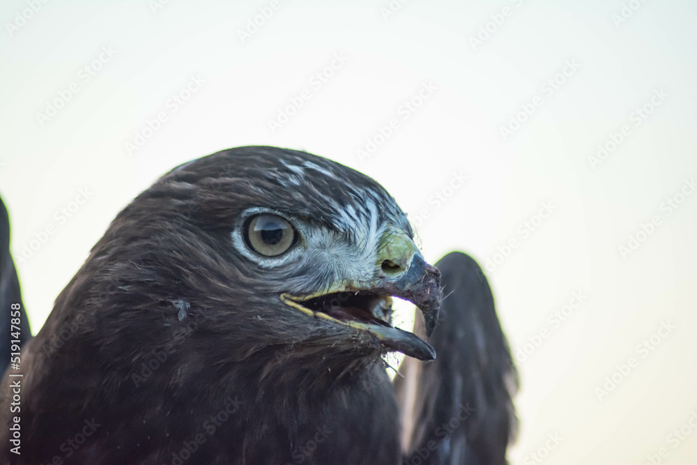 Fototapeta premium Falcon in the wild. Hawk portrait. Eagle head. Beautiful buzzard bird. Birds in wild.