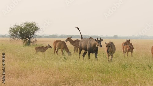 full shot of wild male nilgai or blue bull or Boselaphus tragocamelus an asian antelope chasing group or herd of female nilgai with tail up and tongue out seduce behavior in grassland of india asia