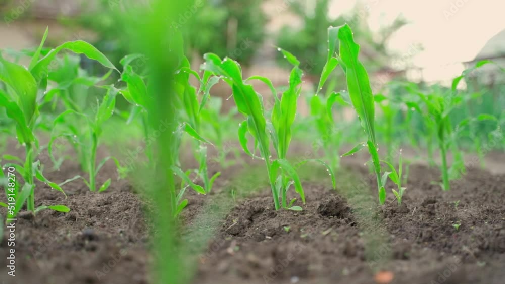 Young corn grow in the garden in the soil close-up. Smooth camera movement Young corn grow in the garden in the soil close-up. Smooth camera movement
