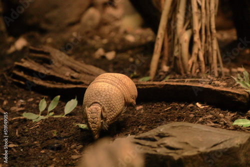 Three-banded armadillo (Tolypeutes tricinctus). Animal wild life. Nature and animals.