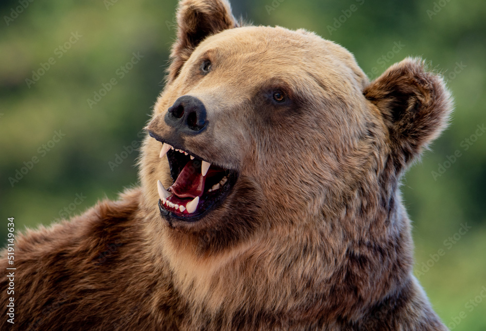 Fototapeta premium a bear's head with an open mouth