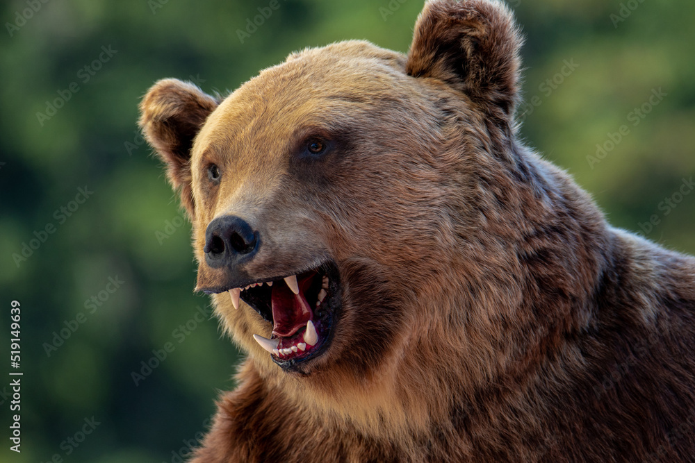 custom made wallpaper toronto digitala close-up with the profile of an aggressive bear