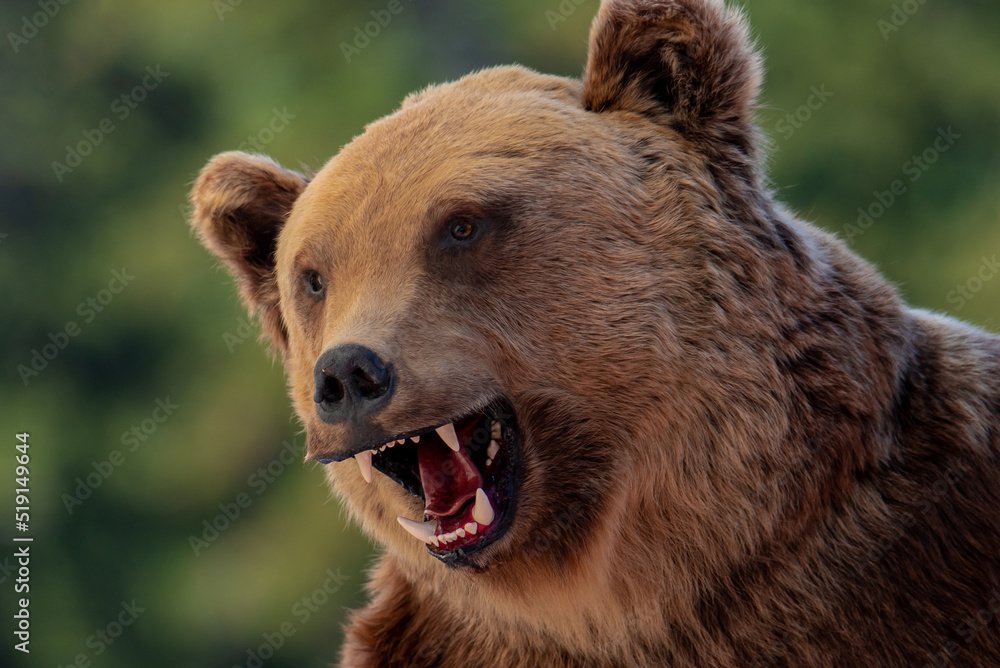 a bear's head with an open mouth a bear's head with an open mouth