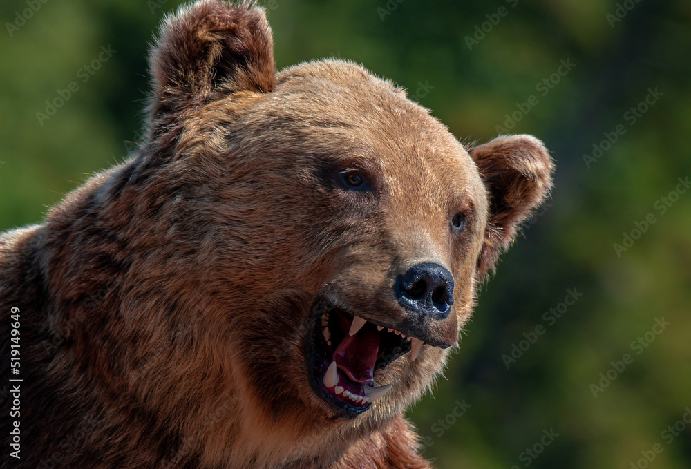 a bear's head with an open mouth