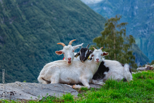 goats of Geiranger