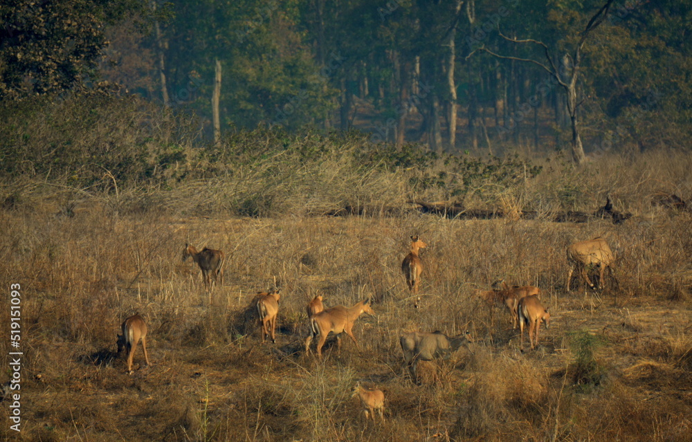 Naklejka premium herd of deer
