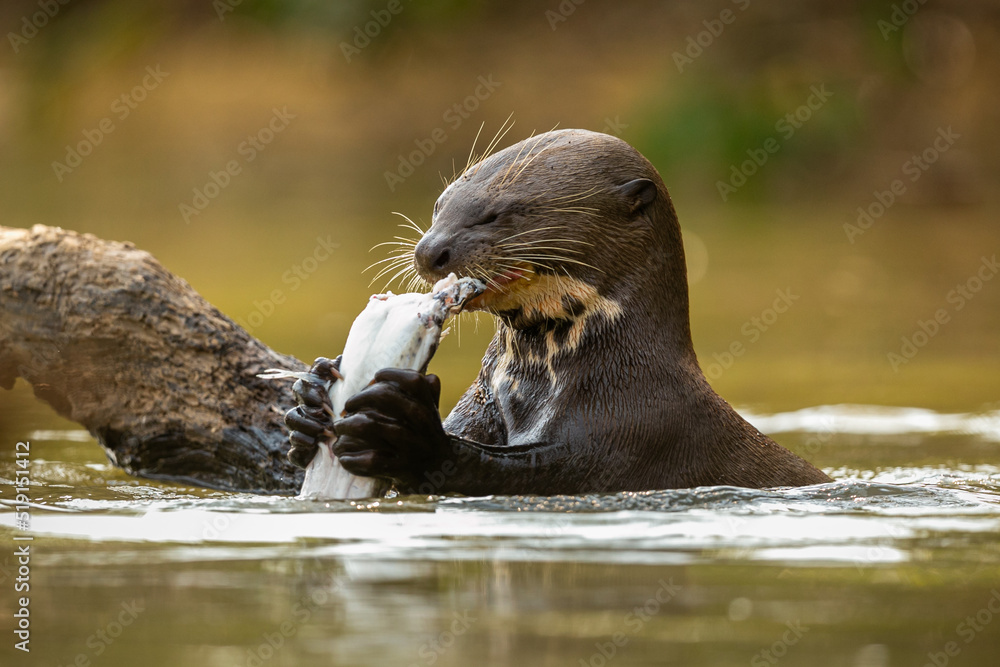 Fototapeta premium Giant river otter feeding in the nature habitat. Wild brasil. Brasilian wildlife. Rich Pantanal. Watter animal. Very inteligent creature. Fishing, fish.