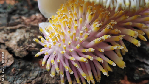 Cannonball tree or Nagamalli tree Flower Close up photo