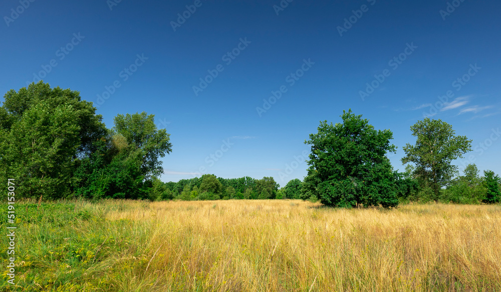 View through the dry grass in the field to the green forest. Beautiful summer landscape. Many plants