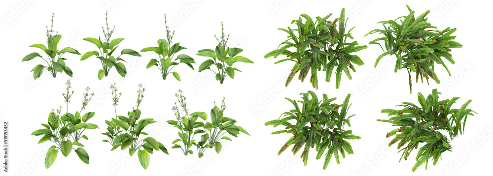 Tropical trees and plants on a white background
