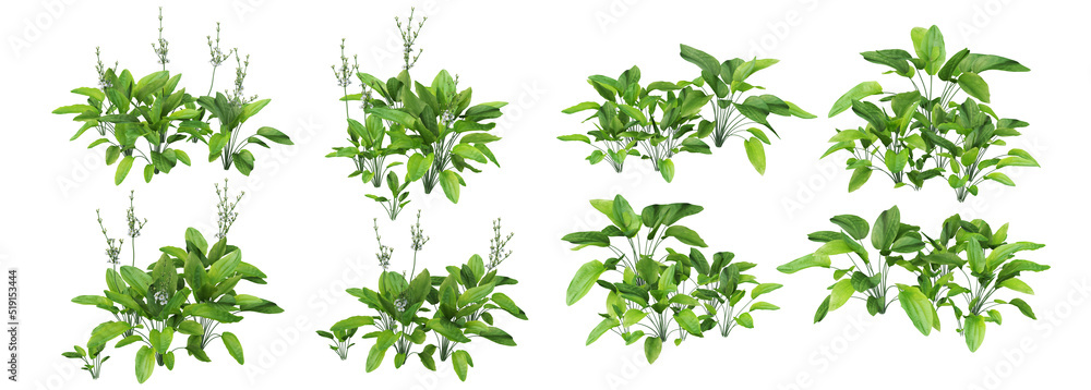 Tropical trees and plants on a white background Tropical trees and plants on a white background