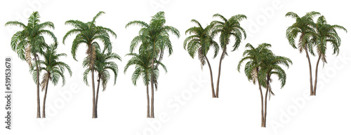 Tropical trees and plants on a white background