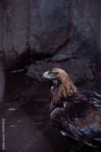 eagle in the zoo