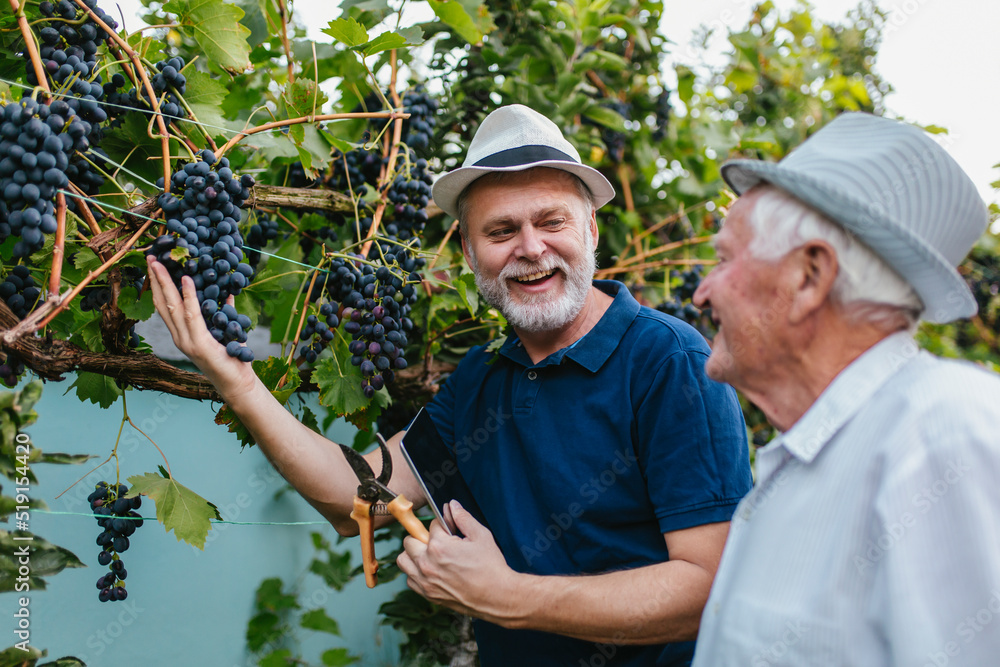 Fototapeta premium Senior men harvesting grapes in the vineyard