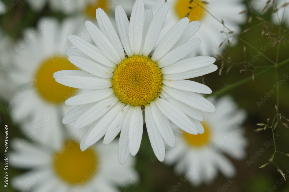 Fototapeta premium daisy flower